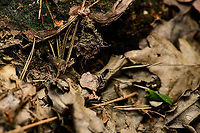 Pardosa saltans - habitat, Heeswijk-Dinther, Netherlands My first hike of the season, after a winter break that seemed to take forever. This particular clearing in a forest I regularly visit is always crawling with small wolf spiders on the forest floor. Hundreds of them. They're very fast, the only way to photograph them is to anticipate their direction of flight. Yet the leaf litter on the floor doesn't help, it's like announcing an earthquake each time I try to sneek upon them.<br />
<br />
I always assumed all of them to be the same species. At least in the Pardosa genus, which is a giant genus of hard to identify spiders. This black-and-white striped one seemed distinct enough for identification, and I managed to match it to an ID. <br />
<br />
In dutch it has the beautiful name Zwarthandboswolfspin (black hand forest wolf spider). This is the male, females have a yellow stripe instead of white.<br />
<br />
Should you desire a little more detail: I managed to catch one and took it home for extreme macro stacking. Will take a while to get to it in the set but I can at least say they're super creepy when magnified.<br />
https://www.jungledragon.com/image/93911/pardosa_saltans_heeswijk-dinther_netherlands.html<br />
Female found a few minutes later:<br />
<br />
https://www.jungledragon.com/image/93913/pardosa_saltans_-_female_heeswijk-dinther_netherlands.html Europe,Heeswijk-Dinther,Netherlands,Pardosa saltans,World