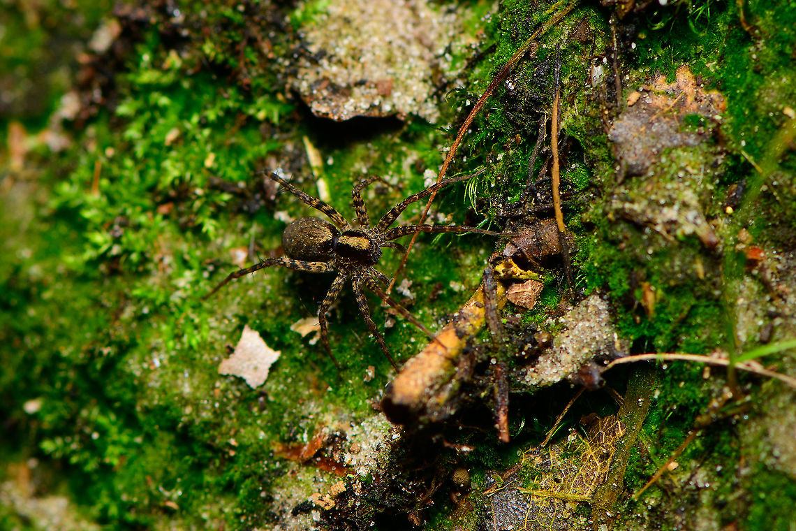Pardosa saltans - female, Heeswijk-Dinther, Netherlands Same area and 3 minutes after finding the male of this species, this very likely is the female. Note how it is bigger, bulkier and has a yellow stripe instead of a white stripe on the head. Some good info on this species here:<br />
<a href="http://srs.britishspiders.org.uk/portal.php/p/Summary/s/Pardosa+saltans" rel="nofollow">http://srs.britishspiders.org.uk/portal.php/p/Summary/s/Pardosa+saltans</a><br />
<br />
Male:<br />
<figure class="photo"><a href="https://www.jungledragon.com/image/93911/pardosa_saltans_heeswijk-dinther_netherlands.html" title="Pardosa saltans, Heeswijk-Dinther, Netherlands"><img src="https://s3.amazonaws.com/media.jungledragon.com/images/2/93911_thumb.jpg?AWSAccessKeyId=05GMT0V3GWVNE7GGM1R2&Expires=1770854410&Signature=Mti6Kk%2F5e8y6F7726QRCqmMhcDY%3D" width="200" height="134" alt="Pardosa saltans, Heeswijk-Dinther, Netherlands My first hike of the season, after a winter break that seemed to take forever. This particular clearing in a forest I regularly visit is always crawling with small wolf spiders on the forest floor. Hundreds of them. They're very fast, the only way to photograph them is to anticipate their direction of flight. Yet the leaf litter on the floor doesn't help, it's like announcing an earthquake each time I try to sneek upon them.<br />
<br />
I always assumed all of them to be the same species. At least in the Pardosa genus, which is a giant genus of hard to identify spiders. This black-and-white striped one seemed distinct enough for identification, and I managed to match it to an ID. <br />
<br />
In dutch it has the beautiful name Zwarthandboswolfspin (black hand forest wolf spider). This is the male, females have a yellow stripe instead of white.<br />
<br />
Should you desire a little more detail: I managed to catch one and took it home for extreme macro stacking. Will take a while to get to it in the set but I can at least say they're super creepy when magnified.<br />
https://www.jungledragon.com/image/93912/pardosa_saltans_-_habitat_heeswijk-dinther_netherlands.html<br />
Female found a few minutes later:<br />
<br />
https://www.jungledragon.com/image/93913/pardosa_saltans_-_female_heeswijk-dinther_netherlands.html Europe,Heeswijk-Dinther,Netherlands,Pardosa saltans,World" /></a></figure> Europe,Heeswijk-Dinther,Netherlands,Pardosa saltans,World