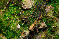 Pardosa saltans - female, Heeswijk-Dinther, Netherlands Same area and 3 minutes after finding the male of this species, this very likely is the female. Note how it is bigger, bulkier and has a yellow stripe instead of a white stripe on the head. Some good info on this species here:<br />
http://srs.britishspiders.org.uk/portal.php/p/Summary/s/Pardosa+saltans<br />
<br />
Male:<br />
https://www.jungledragon.com/image/93911/pardosa_saltans_heeswijk-dinther_netherlands.html Europe,Heeswijk-Dinther,Netherlands,Pardosa saltans,World