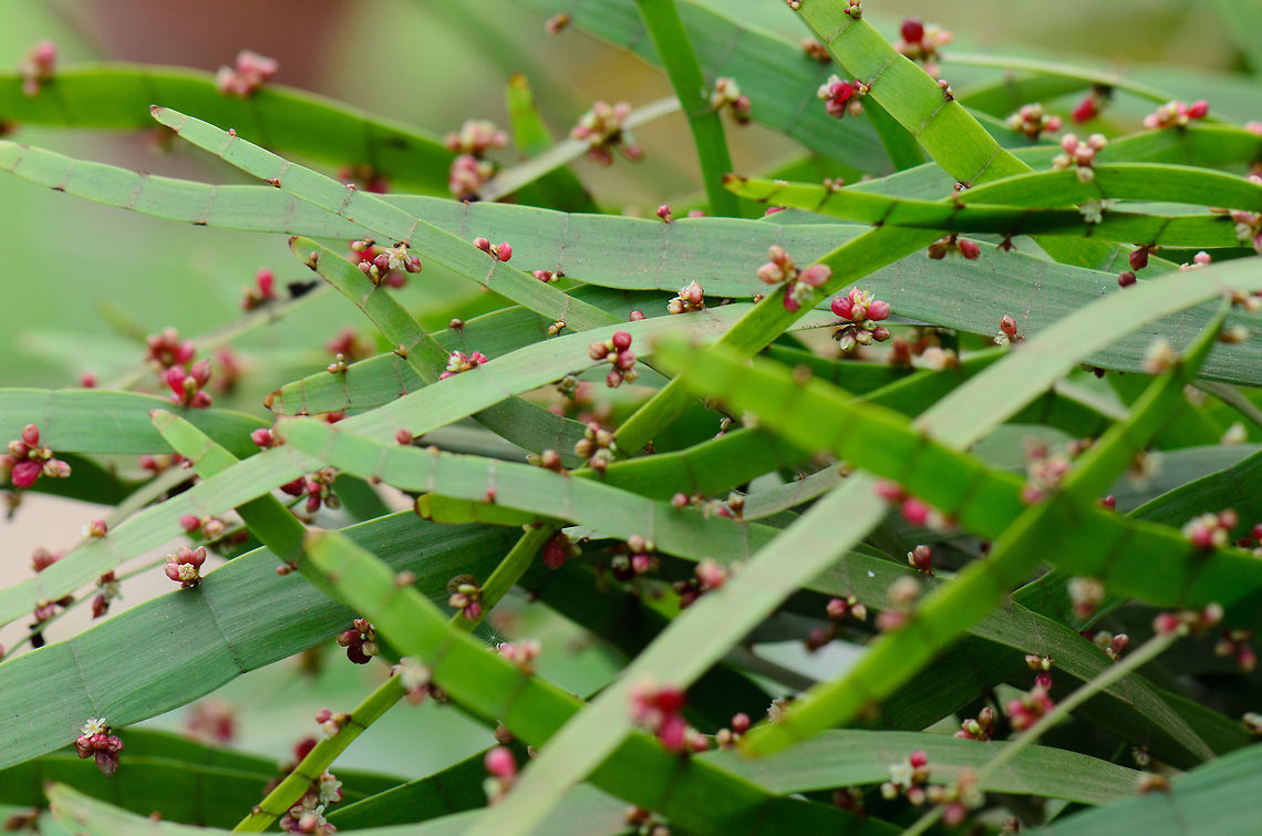 Madagascar ribbon plant covered in red flowers  Ambositra,Centipede Plant,Geotagged,Homalocladium platycladum,Madagascar