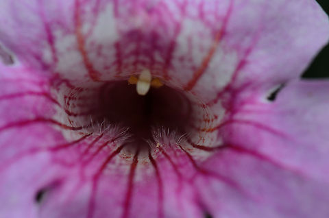Madagascar Pink Trumpet Vine (Podranea ricasoliana) - closeup  Ambositra,Geotagged,Madagascar,Pink Trumpet Vine,Pink trumpet vine,Podranea ricasoliana