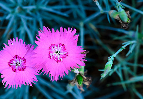 Madagascar Pink  Ambositra,Dianthus Deltoides,Dianthus deltoides,Geotagged,Madagascar