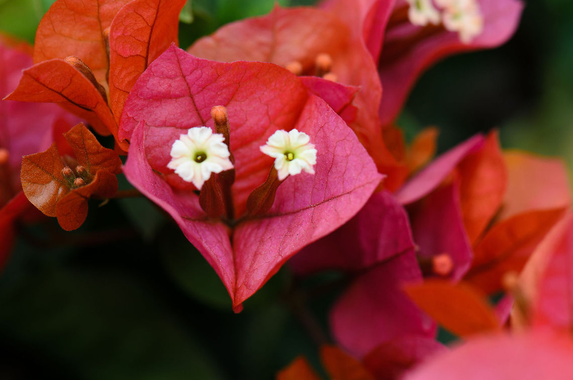 Madagascar dark-red Bougainvillea  Ambositra,Bougainvillea,Bougainvillea glabra,Geotagged,Madagascar