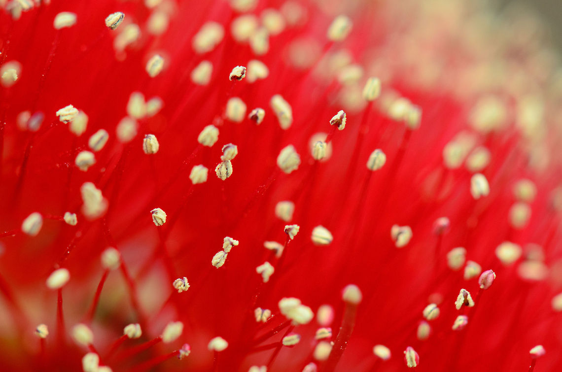 Pōhutukawa Macro The flower on this tree found in Madagascar are stunning, I just had to do a macro shot on the stamens. Ambositra,Geotagged,Madagascar,Metrosideros excelsa,Pōhutukawa