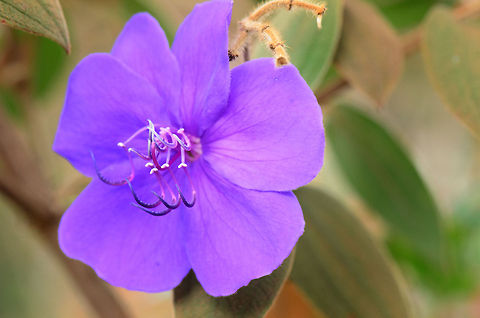 Madagascar Princess Flower  Ambositra,Geotagged,Madagascar,Tibouchina semidecandra