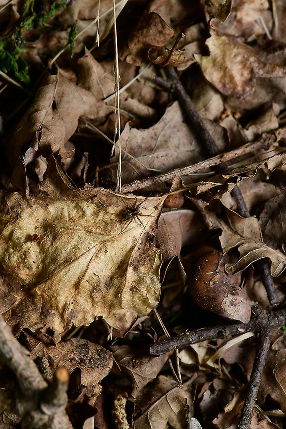 Pardosa sp., Heeswijk-Dinther, Netherlands A little habitat shot of a Pardosa sp. wolf spider. You can zoom in quite a lot for some species details yet it's probably not distinctive enough for identification. Europe,Heeswijk-Dinther,Netherlands,World