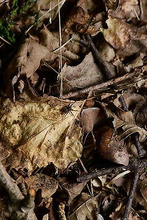 Pardosa sp., Heeswijk-Dinther, Netherlands A little habitat shot of a Pardosa sp. wolf spider. You can zoom in quite a lot for some species details yet it's probably not distinctive enough for identification. Europe,Heeswijk-Dinther,Netherlands,World