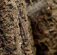 Old bagworm casing, Heeswijk-Dinther, Netherlands  Europe,Heeswijk-Dinther,Large birch bright,Netherlands,Taleporia tubulosa,World