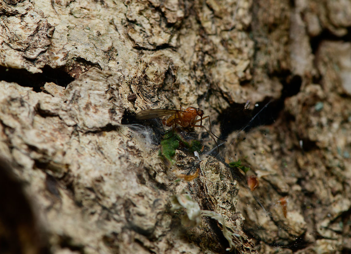 Dagger fly stuck in web, Heeswijk.Dinther, Netherlands Empididae. Empis lutea,Europe,Heeswijk-Dinther,Netherlands,World