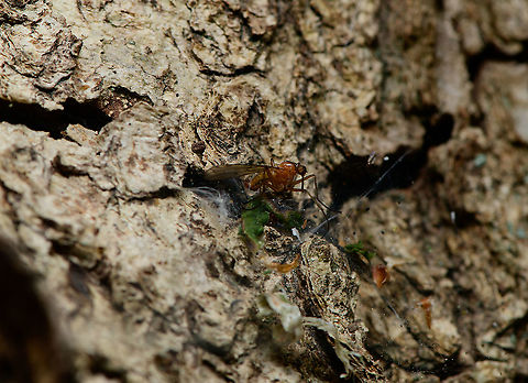 Dagger fly stuck in web, Heeswijk.Dinther, Netherlands Empididae. Empis lutea,Europe,Heeswijk-Dinther,Netherlands,World