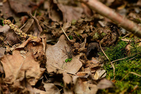Pardosa sp. 2, Heeswijk-Dinther, Netherlands Another Pardosa wolf spider found on the forest floor, each step disturbs several.  Europe,Heeswijk-Dinther,Netherlands,World