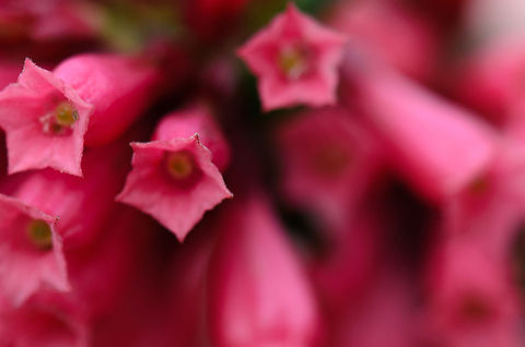 Madagascar Early Jessamine - closeup  Ambositra,Cestrum fasciculatum,Geotagged,Madagascar