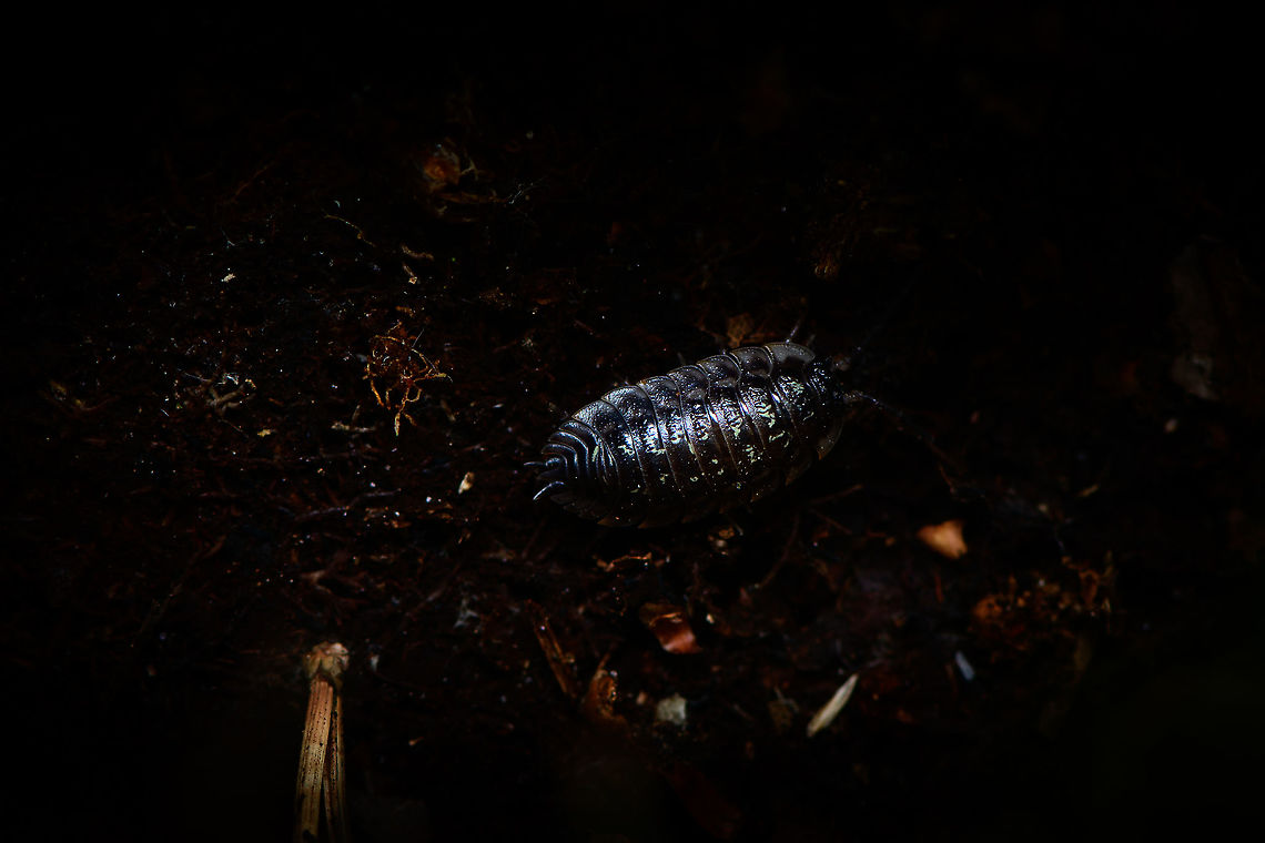 Common Woodlouse escape, Heeswijk-Dinther, Netherlands Fleeing back into darkness after I rolled over a rotten log. Europe,Heeswijk-Dinther,Netherlands,Oniscus asellus,World