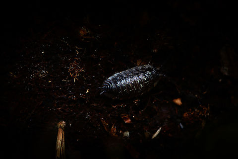 Common Woodlouse escape, Heeswijk-Dinther, Netherlands Fleeing back into darkness after I rolled over a rotten log. Europe,Heeswijk-Dinther,Netherlands,Oniscus asellus,World