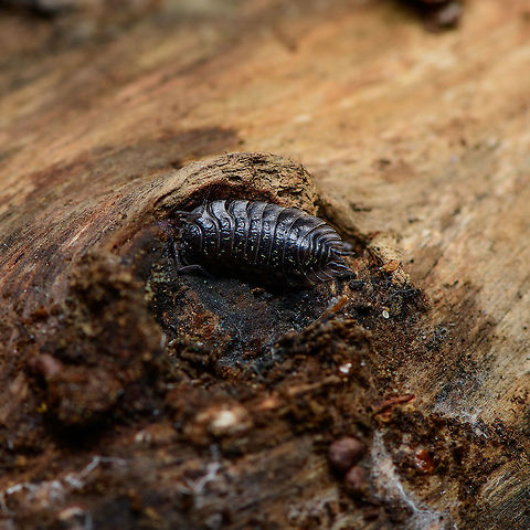 Common Woodlouse escape 2, Heeswijk-Dinther, Netherlands  Europe,Heeswijk-Dinther,Netherlands,Oniscus asellus,World