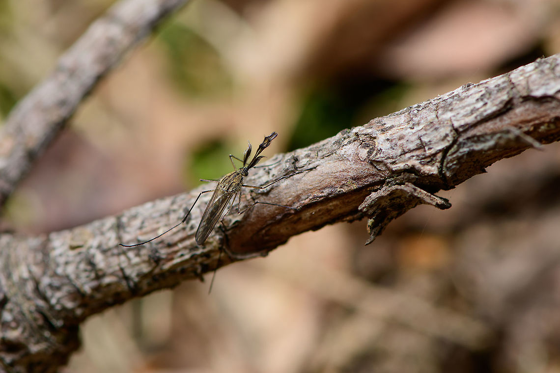Male Mosquito on branch, Heeswijk-Dinther, Netherlands Probably the same species as photographed a year ago in the same area:<br />
<figure class="photo"><a href="https://www.jungledragon.com/image/81179/male_mosquito_culicidae_-_closeup_3_heeswijk-dinther_netherlands.html" title="Male mosquito (Culicidae) - closeup 3, Heeswijk-Dinther, Netherlands"><img src="https://s3.amazonaws.com/media.jungledragon.com/images/2/81179_thumb.jpg?AWSAccessKeyId=05GMT0V3GWVNE7GGM1R2&Expires=1770854410&Signature=U%2B1%2BhQ4Nc%2FmarjV4cEINnlqDR9E%3D" width="200" height="178" alt="Male mosquito (Culicidae) - closeup 3, Heeswijk-Dinther, Netherlands I found two male mosquitos resting on a branch. The males are easy to recognize based on their feather-like proboscis. If I'm correct that these belong to the Culicidae family note that the males do not bite or suck blood, they feed on nectar and saps.<br />
https://www.jungledragon.com/image/81182/male_midge_culicidae_-_full_scene_heeswijk-dinther_netherlands.html<br />
https://www.jungledragon.com/image/81181/male_midge_culicidae_-_closeup_heeswijk-dinther_netherlands.html<br />
https://www.jungledragon.com/image/81180/male_midge_culicidae_-_closeup_2_heeswijk-dinther_netherlands.html Europe,Heeswijk-Dinther,Netherlands,World" /></a></figure> Europe,Heeswijk-Dinther,Netherlands,World