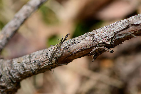Male Mosquito on branch, Heeswijk-Dinther, Netherlands Probably the same species as photographed a year ago in the same area:
https://www.jungledragon.com/image/81179/male_mosquito_culicidae_-_closeup_3_heeswijk-dinther_netherlands.html Europe,Heeswijk-Dinther,Netherlands,World