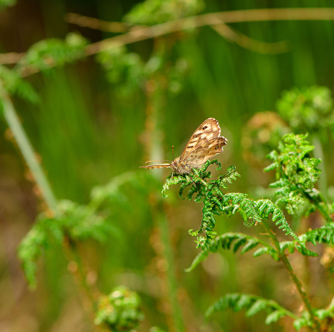 Speckled Wood, Heeswijk-Dinther, Netherlands <figure class="photo"><a href="https://www.jungledragon.com/image/94024/speckled_wood_-_frontal_heeswijk-dinther_netherlands.html" title="Speckled Wood - frontal, Heeswijk-Dinther, Netherlands"><img src="https://s3.amazonaws.com/media.jungledragon.com/images/2/94024_thumb.jpg?AWSAccessKeyId=05GMT0V3GWVNE7GGM1R2&Expires=1763596810&Signature=53Qm586oF32jG23YB7RR1TdWuHw%3D" width="200" height="134" alt="Speckled Wood - frontal, Heeswijk-Dinther, Netherlands https://www.jungledragon.com/image/94023/speckled_wood_heeswijk-dinther_netherlands.html<br />
https://www.jungledragon.com/image/94025/speckled_wood_-_side_view_heeswijk-dinther_netherlands.html Europe,Heeswijk-Dinther,Netherlands,Pararge aegeria,Speckled Wood,World" /></a></figure><br />
<figure class="photo"><a href="https://www.jungledragon.com/image/94025/speckled_wood_-_side_view_heeswijk-dinther_netherlands.html" title="Speckled Wood - side view, Heeswijk-Dinther, Netherlands"><img src="https://s3.amazonaws.com/media.jungledragon.com/images/2/94025_thumb.jpg?AWSAccessKeyId=05GMT0V3GWVNE7GGM1R2&Expires=1763596810&Signature=i3SSgfiqbGy2R30Itq83C0%2BQ5cg%3D" width="200" height="134" alt="Speckled Wood - side view, Heeswijk-Dinther, Netherlands https://www.jungledragon.com/image/94023/speckled_wood_heeswijk-dinther_netherlands.html<br />
https://www.jungledragon.com/image/94024/speckled_wood_-_frontal_heeswijk-dinther_netherlands.html Europe,Heeswijk-Dinther,Netherlands,Pararge aegeria,Speckled Wood,World" /></a></figure> Europe,Heeswijk-Dinther,Netherlands,Pararge aegeria,Speckled Wood,World