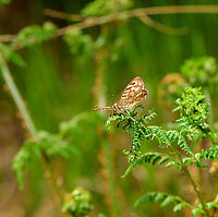 Speckled Wood, Heeswijk-Dinther, Netherlands https://www.jungledragon.com/image/94024/speckled_wood_-_frontal_heeswijk-dinther_netherlands.html<br />
https://www.jungledragon.com/image/94025/speckled_wood_-_side_view_heeswijk-dinther_netherlands.html Europe,Heeswijk-Dinther,Netherlands,Pararge aegeria,Speckled Wood,World