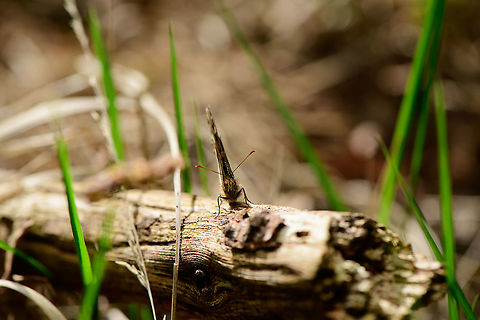 Speckled Wood - frontal, Heeswijk-Dinther, Netherlands https://www.jungledragon.com/image/94023/speckled_wood_heeswijk-dinther_netherlands.html
https://www.jungledragon.com/image/94025/speckled_wood_-_side_view_heeswijk-dinther_netherlands.html Europe,Heeswijk-Dinther,Netherlands,Pararge aegeria,Speckled Wood,World