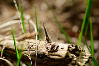 Speckled Wood - frontal, Heeswijk-Dinther, Netherlands https://www.jungledragon.com/image/94023/speckled_wood_heeswijk-dinther_netherlands.html<br />
https://www.jungledragon.com/image/94025/speckled_wood_-_side_view_heeswijk-dinther_netherlands.html Europe,Heeswijk-Dinther,Netherlands,Pararge aegeria,Speckled Wood,World