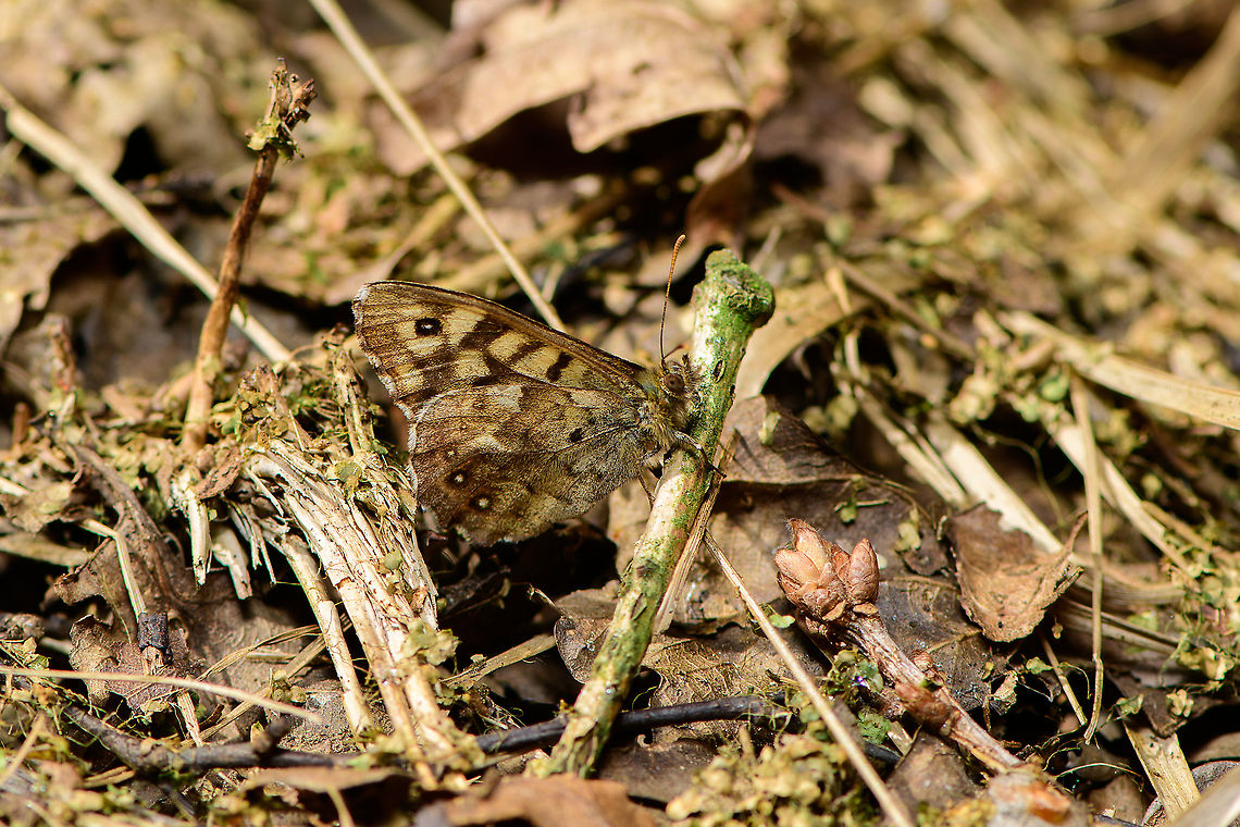 Speckled Wood - side view, Heeswijk-Dinther, Netherlands <figure class="photo"><a href="https://www.jungledragon.com/image/94023/speckled_wood_heeswijk-dinther_netherlands.html" title="Speckled Wood, Heeswijk-Dinther, Netherlands"><img src="https://s3.amazonaws.com/media.jungledragon.com/images/2/94023_thumb.jpg?AWSAccessKeyId=05GMT0V3GWVNE7GGM1R2&Expires=1767225610&Signature=ui4pEiCgNnMCyuVolXTva%2BMl5YM%3D" width="200" height="200" alt="Speckled Wood, Heeswijk-Dinther, Netherlands https://www.jungledragon.com/image/94024/speckled_wood_-_frontal_heeswijk-dinther_netherlands.html<br />
https://www.jungledragon.com/image/94025/speckled_wood_-_side_view_heeswijk-dinther_netherlands.html Europe,Heeswijk-Dinther,Netherlands,Pararge aegeria,Speckled Wood,World" /></a></figure><br />
<figure class="photo"><a href="https://www.jungledragon.com/image/94024/speckled_wood_-_frontal_heeswijk-dinther_netherlands.html" title="Speckled Wood - frontal, Heeswijk-Dinther, Netherlands"><img src="https://s3.amazonaws.com/media.jungledragon.com/images/2/94024_thumb.jpg?AWSAccessKeyId=05GMT0V3GWVNE7GGM1R2&Expires=1767225610&Signature=6vxnVMZ2Eu4bfJhDG7hJRGrXu6A%3D" width="200" height="134" alt="Speckled Wood - frontal, Heeswijk-Dinther, Netherlands https://www.jungledragon.com/image/94023/speckled_wood_heeswijk-dinther_netherlands.html<br />
https://www.jungledragon.com/image/94025/speckled_wood_-_side_view_heeswijk-dinther_netherlands.html Europe,Heeswijk-Dinther,Netherlands,Pararge aegeria,Speckled Wood,World" /></a></figure> Europe,Heeswijk-Dinther,Netherlands,Pararge aegeria,Speckled Wood,World