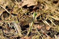 Speckled Wood - side view, Heeswijk-Dinther, Netherlands https://www.jungledragon.com/image/94023/speckled_wood_heeswijk-dinther_netherlands.html<br />
https://www.jungledragon.com/image/94024/speckled_wood_-_frontal_heeswijk-dinther_netherlands.html Europe,Heeswijk-Dinther,Netherlands,Pararge aegeria,Speckled Wood,World