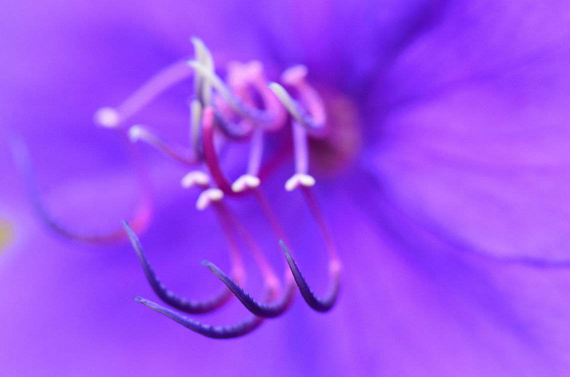 Madagascar Princess Flower with hook-like stamens - closeup  Ambositra,Geotagged,Madagascar,Tibouchina semidecandra