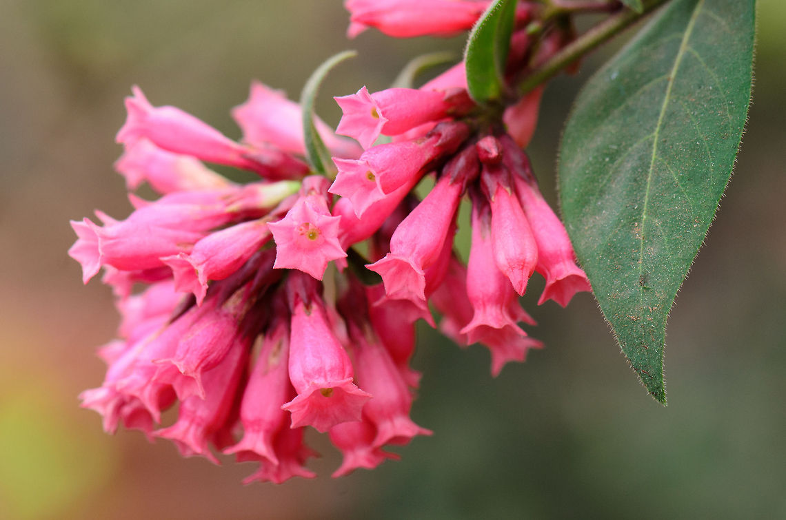 Madagascar Early Jessamine  Ambositra,Cestrum fasciculatum,Geotagged,Madagascar