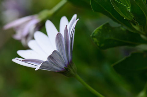 Madagascar African Daisy - sideview  Ambositra,Dimorphotheca ecklonis,Geotagged,Madagascar
