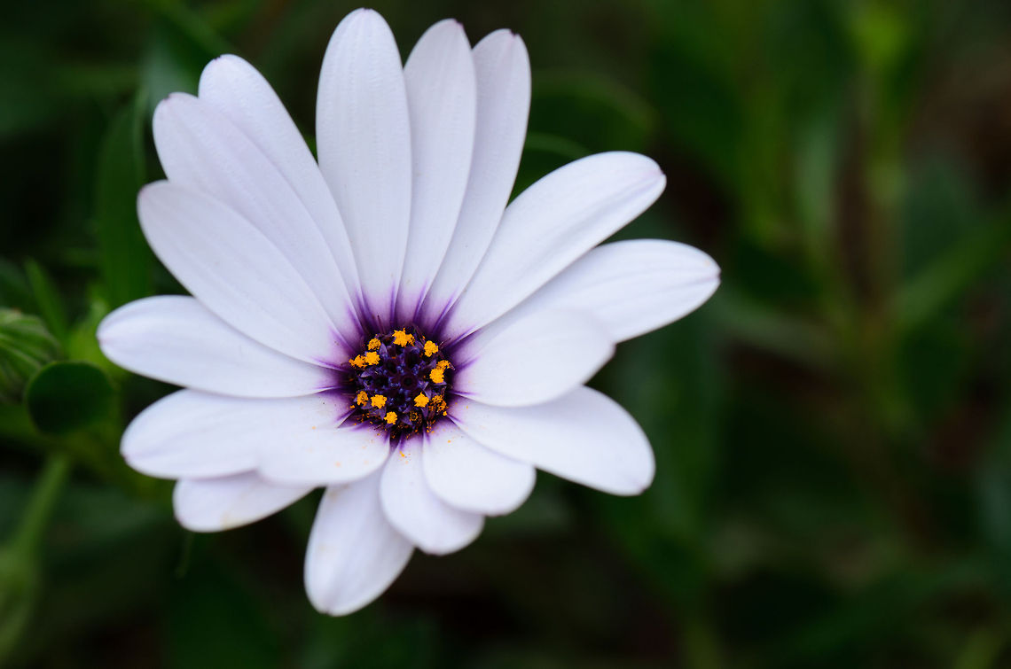 Madagascar African Daisy  Ambositra,Dimorphotheca ecklonis,Geotagged,Madagascar