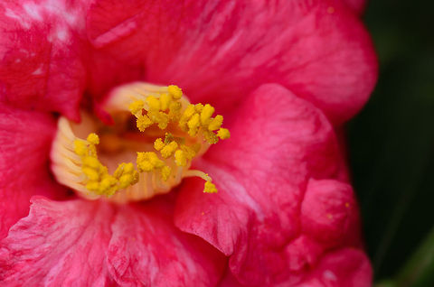 Madagascar pink Camellia flower with yellow anthers closeup  Ambositra,Camellia japonica,Geotagged,Japanese Camellia,Madagascar