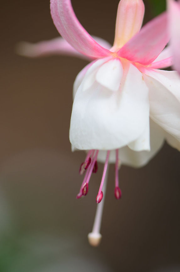Madagascar white and pink Fuchsia  Ambositra,Fuchsia magellanica,Geotagged,Madagascar