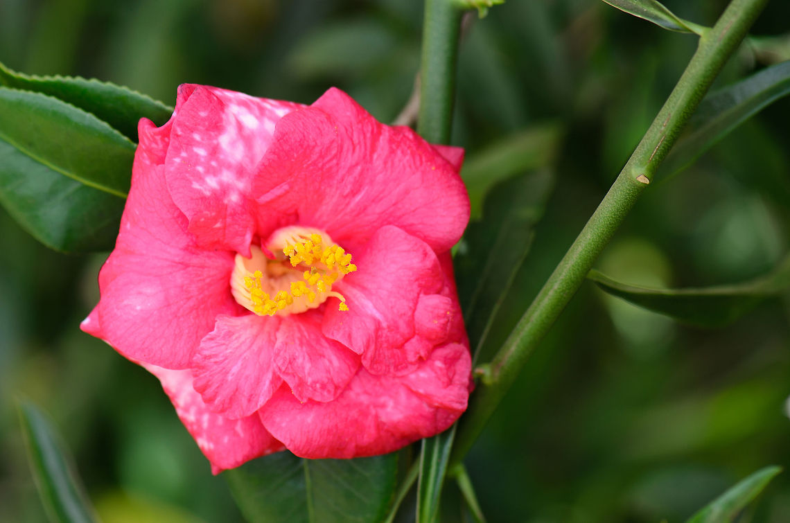 Madagascar pink Camellia  Ambositra,Camellia japonica,Geotagged,Japanese Camellia,Madagascar