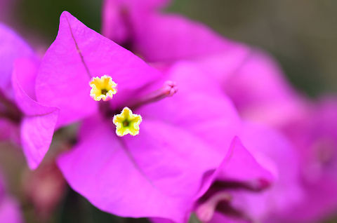 Madagascar purple Bougainvillea  Ambositra,Bougainvillea,Bougainvillea glabra,Geotagged,Madagascar