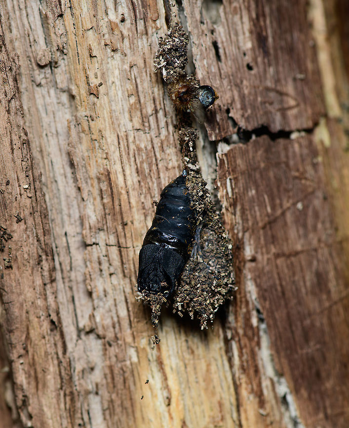 Black Cocoon, Heeswijk-Dinther, Netherlands Found after pulling away some rotting bark. Not exactly sure what it is. Seems like an (old?) cocoon. Attached to it a bag of wood crumbles that reminds of material of a bag worm.  Europe,Gypsy moth,Heeswijk-Dinther,Lymantria dispar,Netherlands,World