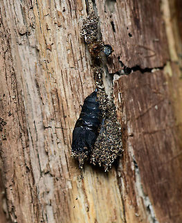 Black Cocoon, Heeswijk-Dinther, Netherlands Found after pulling away some rotting bark. Not exactly sure what it is. Seems like an (old?) cocoon. Attached to it a bag of wood crumbles that reminds of material of a bag worm.  Europe,Gypsy moth,Heeswijk-Dinther,Lymantria dispar,Netherlands,World