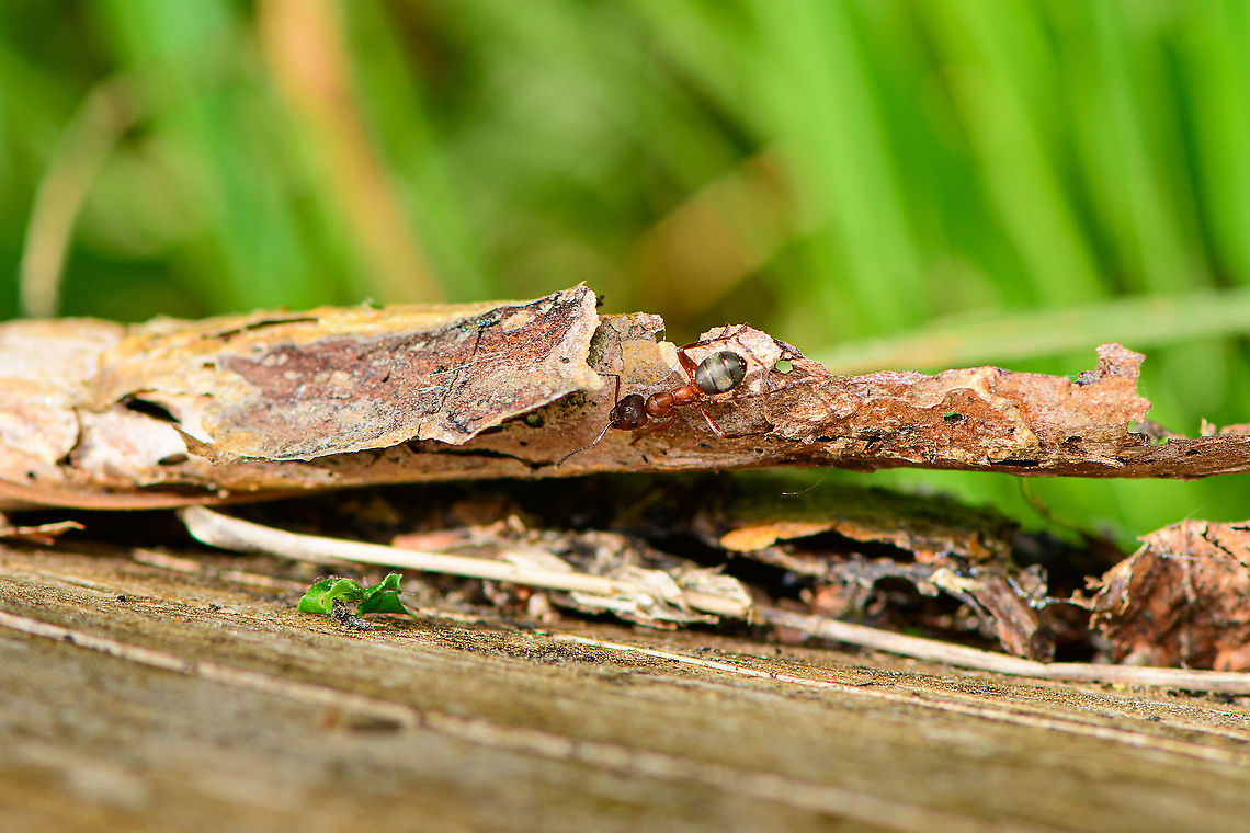 Southern wood ant, Heeswijk-Dinther, Netherlands This is one of 2 species that in dutch are referred to as the &quot;Red Forest Ant&quot;. They look quite similar and can even form hybrids. This likely is Formica rufa, based on the habitat it is found in. This ant is superficially well known in the general public as almost everybody has once made the mistake of sitting in the wrong place, disturbing them. They have a mean bite and also spray acid.<br />
<br />
They have a super interesting life cycle that I won&#039;t repeat here (click the species record) yet one particular fact I find most astonishing. Just like people, they have wars. When hostile nests meet, they&#039;re at war. Such a war can last for over a month and have thousands of casualties. <br />
<br />
This is probably a female worker. Males have only a tiny reproductive role in society, and then die. Europe,Formica rufa,Heeswijk-Dinther,Netherlands,World