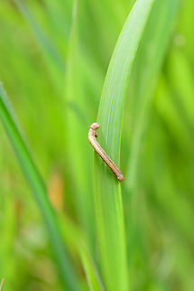 Geometridea caterpillar, Heeswijk-Dinther, Netherlands  Europe,Heeswijk-Dinther,Netherlands,World