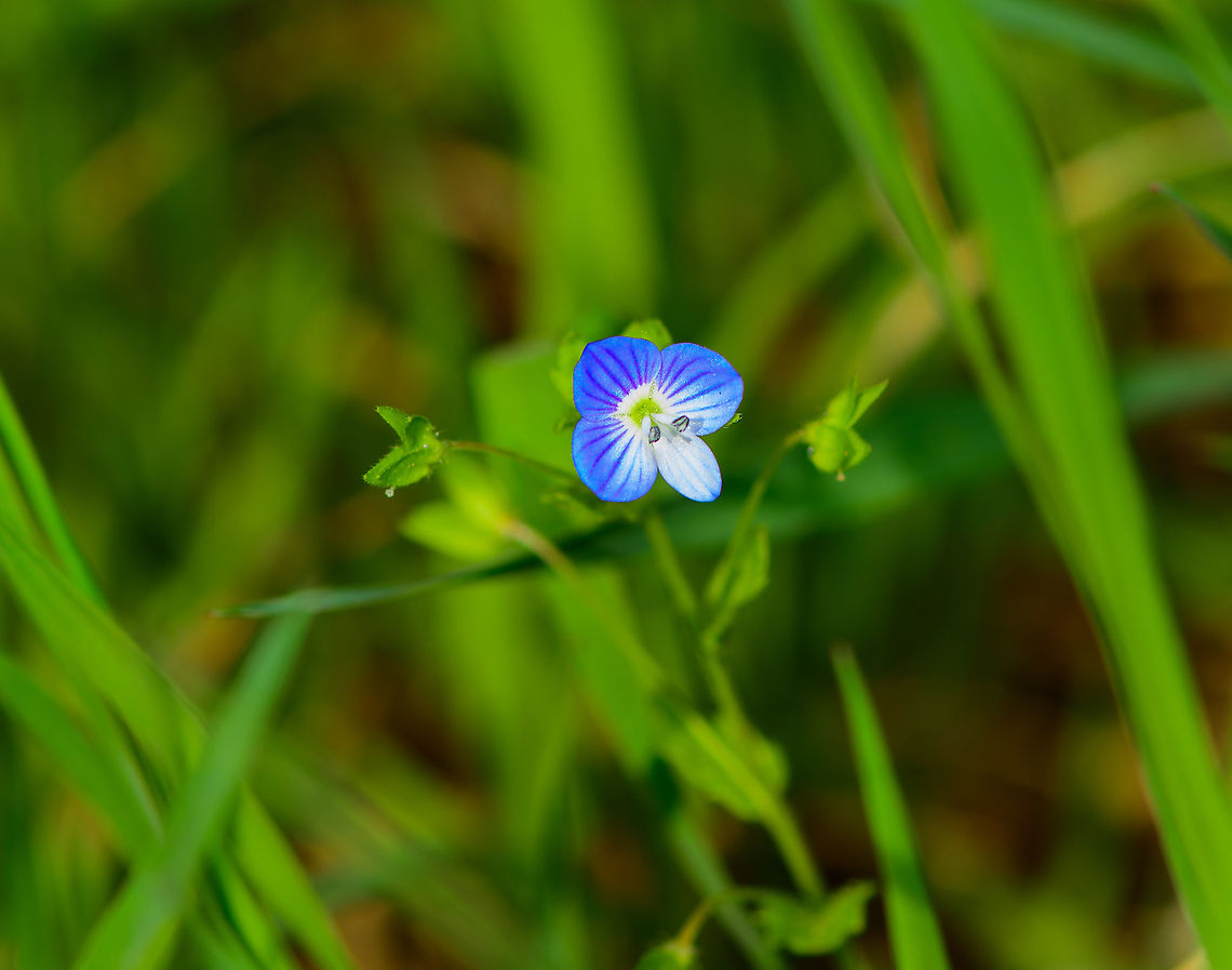 Persian speedwell, Heeswijk-Dinther, Netherlands Flower size is 0.8-1cm. In dutch having the weird name "grote ereprijs" -> large honour price. Okay.... Europe,Heeswijk-Dinther,Netherlands,Persian speedwell,Veronica persica,World
