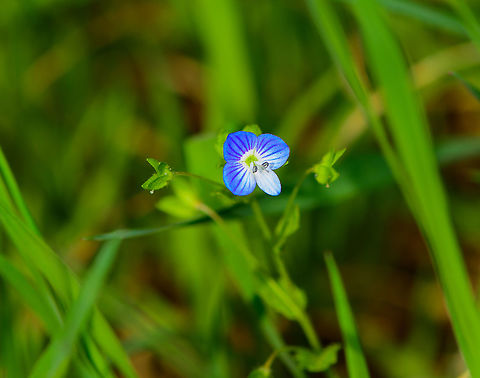 Persian speedwell, Heeswijk-Dinther, Netherlands Flower size is 0.8-1cm. In dutch having the weird name "grote ereprijs" -> large honour price. Okay.... Europe,Heeswijk-Dinther,Netherlands,Persian speedwell,Veronica persica,World