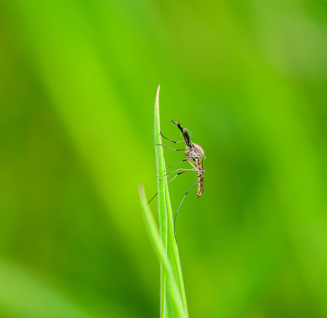 Male Mosquito on grass, Heeswijk-Dinther, Netherlands  Europe,Heeswijk-Dinther,Netherlands,World