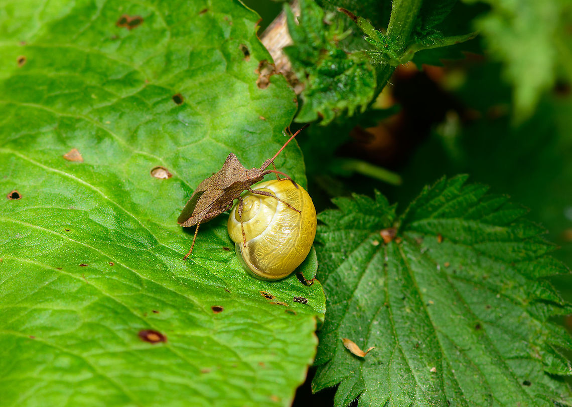 Dock bug docking dockable things, Heeswijk-Dinther, Netherlands An exclusive look into the private and depraved fantasies of this dock bug, giving new meaning to its common name. The guilty look says it all. Coreus marginatus,Dock bug,Europe,Heeswijk-Dinther,Netherlands,World