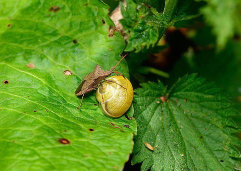 Dock bug docking dockable things, Heeswijk-Dinther, Netherlands An exclusive look into the private and depraved fantasies of this dock bug, giving new meaning to its common name. The guilty look says it all. Coreus marginatus,Dock bug,Europe,Heeswijk-Dinther,Netherlands,World