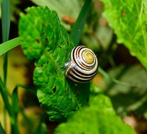 White-lipped snail, Heeswijk-Dinther, Netherlands Fully grown specimen, which is the only way to be sure it's not Cepaea nemoralis. The difference is in the white lip, visible here. Cepaea hortensis,Europe,Heeswijk-Dinther,Netherlands,White-lipped snail,World