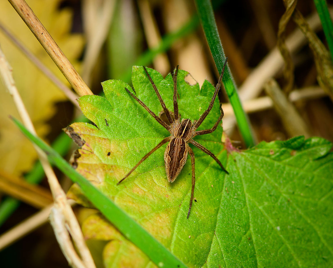European Nursery Web Spider, Heeswijk-Dinther, Netherlands Variable in color, but not really in pattern. With only 3 species of Nursery web spiders in the Netherlands, this one is easy to single out. <br />
<br />
They superficially resemble wolf spiders, yet the main difference (not seen here) is in their eyes. Nursery web spiders have eyes that are all of equal size, whilst wolf spiders have 2 huge eyes combined with much smaller eyes.<br />
<br />
The &quot;web&quot; in the name refers to the web they built for offspring, not for hunting. Hunting is just sprinting and biting. As with most spider species, it sucks quite a lot to be a male. <br />
<br />
Despite the abundance of eyes, a male appearantly isn&#039;t easily distinguished from just being generic prey. So the male must bring a gift, typically a prepacked fly, and very obscenely wave that it comes with good intentions. If seen and not in a bad mood, the male may survive this encounter. With female jaws occupied, he&#039;ll do what he came for, which was not to hand out food.<br />
<br />
More love is awarded to the offspring instead, for which she builds the nursery web. She&#039;ll first carry around the sac, then build the web, and guard it until they first shed skin.  Europe,European Nursery Web Spider,Heeswijk-Dinther,Netherlands,Pisaura mirabilis,World