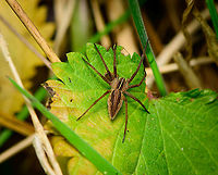 European Nursery Web Spider, Heeswijk-Dinther, Netherlands Variable in color, but not really in pattern. With only 3 species of Nursery web spiders in the Netherlands, this one is easy to single out. <br />
<br />
They superficially resemble wolf spiders, yet the main difference (not seen here) is in their eyes. Nursery web spiders have eyes that are all of equal size, whilst wolf spiders have 2 huge eyes combined with much smaller eyes.<br />
<br />
The "web" in the name refers to the web they built for offspring, not for hunting. Hunting is just sprinting and biting. As with most spider species, it sucks quite a lot to be a male. <br />
<br />
Despite the abundance of eyes, a male appearantly isn't easily distinguished from just being generic prey. So the male must bring a gift, typically a prepacked fly, and very obscenely wave that it comes with good intentions. If seen and not in a bad mood, the male may survive this encounter. With female jaws occupied, he'll do what he came for, which was not to hand out food.<br />
<br />
More love is awarded to the offspring instead, for which she builds the nursery web. She'll first carry around the sac, then build the web, and guard it until they first shed skin.  Europe,European Nursery Web Spider,Heeswijk-Dinther,Netherlands,Pisaura mirabilis,World