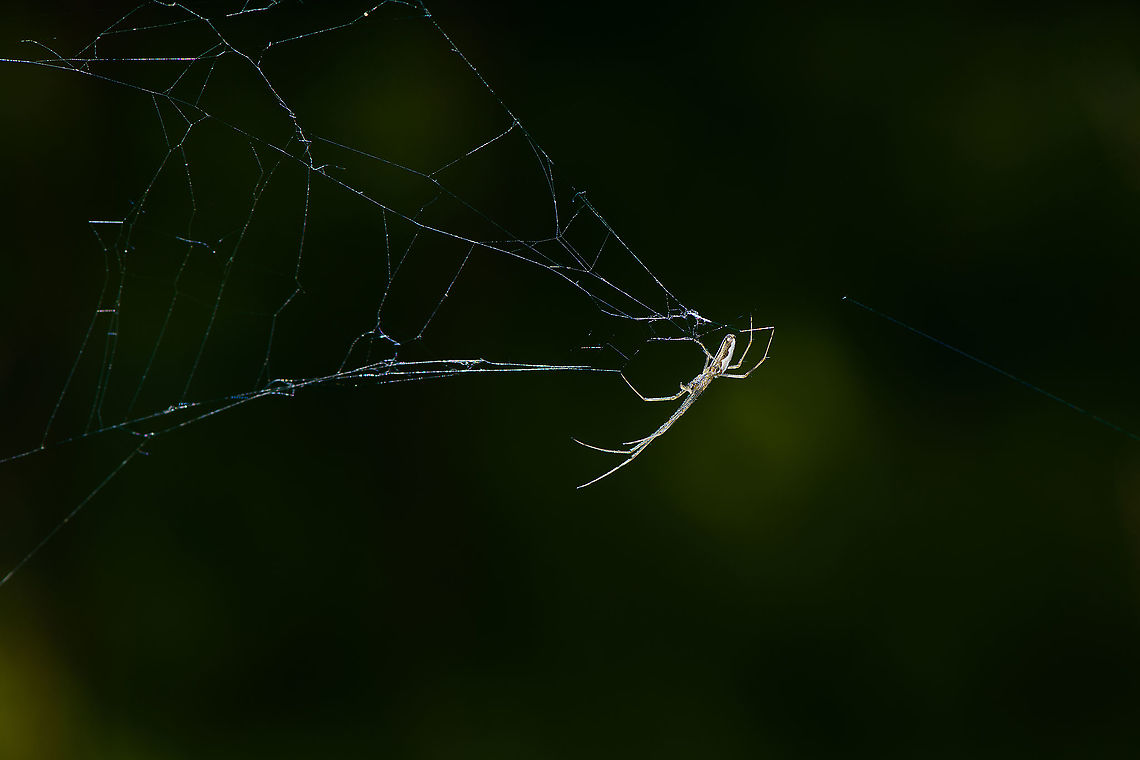 Stretch spider in web, Heeswijk-Dinther, Netherlands  Europe,Heeswijk-Dinther,Netherlands,Tetragnatha extensa,World