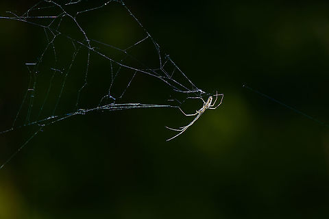 Stretch spider in web, Heeswijk-Dinther, Netherlands  Europe,Heeswijk-Dinther,Netherlands,Tetragnatha extensa,World