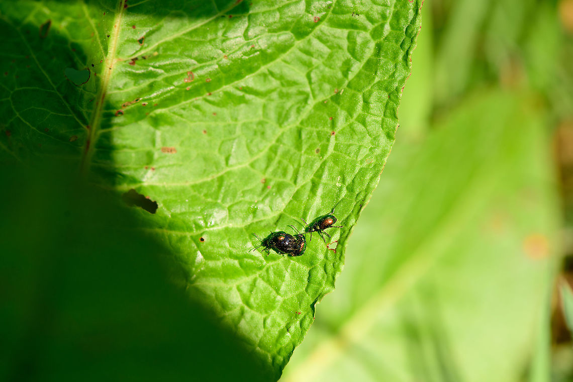 Green dock beetle - trio, Heeswijk-Dinther, Netherlands I don&#039;t think I&#039;ve ever seen this species not mating. In this scene, a 2nd male seems to be cheering, or waiting for his turn.<br />
<figure class="photo"><a href="https://www.jungledragon.com/image/94268/green_dock_beetle_-_trio_-_closeup_heeswijk-dinther_netherlands.html" title="Green dock beetle - trio - closeup, Heeswijk-Dinther, Netherlands"><img src="https://s3.amazonaws.com/media.jungledragon.com/images/2/94268_thumb.jpg?AWSAccessKeyId=05GMT0V3GWVNE7GGM1R2&Expires=1759968010&Signature=OaoGjSCWBcVTj0lcTPtqSMwAlcE%3D" width="200" height="134" alt="Green dock beetle - trio - closeup, Heeswijk-Dinther, Netherlands I don&#039;t think I&#039;ve ever seen this species not mating. In this scene, a 2nd male seems to be cheering, or waiting for his turn.<br />
https://www.jungledragon.com/image/94267/green_dock_beetle_-_trio_heeswijk-dinther_netherlands.html Europe,Gastrophysa viridula,Green Dock-Beetle (G. viridula),Heeswijk-Dinther,Netherlands,World" /></a></figure> Europe,Gastrophysa viridula,Green Dock-Beetle (G. viridula),Heeswijk-Dinther,Netherlands,World
